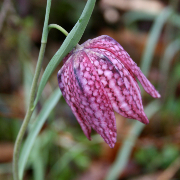 Fritillaire pintade (Fritillaria meleagris) &copy; Nicolas Macaire / LPO